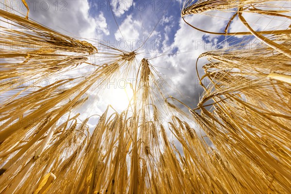Barley ears backlit by the sun with a blue sky and clouds in the background, Cologne, North Rhine-Westphalia, Germany, Europe