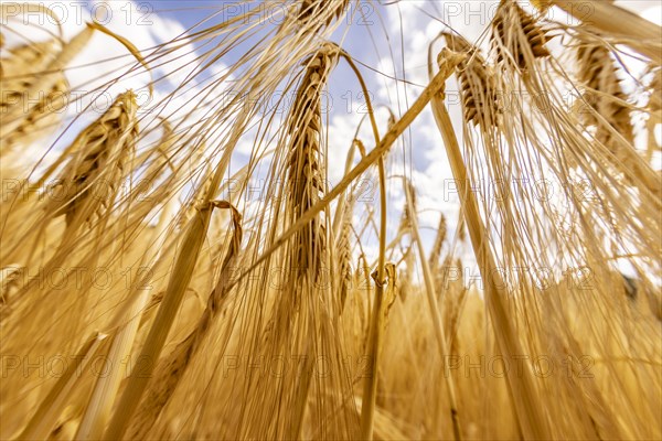 Detailed view of ripe barley ears on a cornfield, Cologne, North Rhine-Westphalia, Germany, Europe