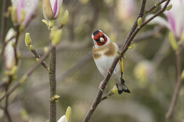 European goldfinch (Carduelis carduelis) adult bird on a garden Magnolia tree branch in spring, England, United Kingdom, Europe