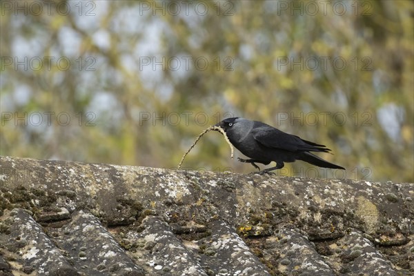 Jackdaw (Corvus monedula) adult bird carrying a tree branch for nesting material on a rooftop, England, United Kingdom, Europe