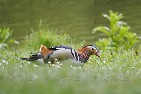 Male Mandarin duck, spring, Germany, Europe