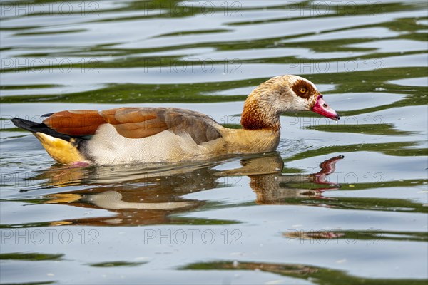 Egyptian geese (Alopochen aegyptiaca) in the River Main, Offenbach am Main, Hesse, Germany, Europe