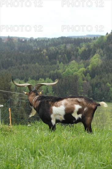 Domestic goat (Capra aegagrus hircus) 3, 5 year old buck, highly endangered species, Allgaeu, Bavaria, Germany, Europe