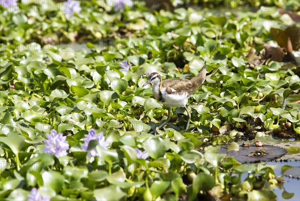 Pheasant-tailed jacana (Hydrophasianus chirurgus) on water hyacinths, Backwaters, Kumarakom, Kerala, India, Asia