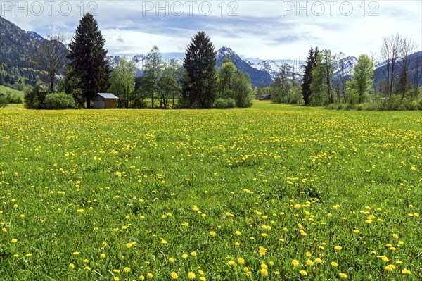 Common dandelion (Taraxacum), flowering dandelion field, behind mountains of the Allgaeu Alps, Rubi, near Oberstdorf, Oberallgaeu, Allgaeu, Bavaria, Germany, Europe