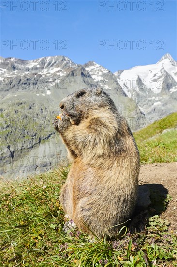 Alpine marmot (Marmota marmota) on a meadow with mountains and blue sky in the background in summer, Grossglockner, High Tauern National Park, Austria, Europe
