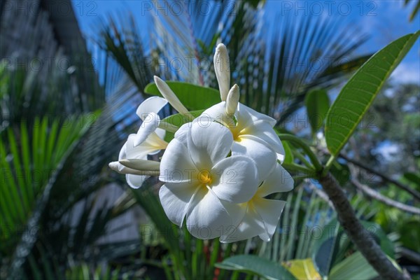 Image of beautiful exotic flower called Plumeria. Thailand