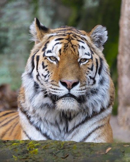 Siberian tiger (Panthera tigris altaica), portrait, occurrence in eastern Russia, captive, Germany, Europe