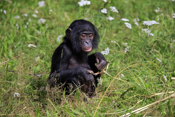 Bonobo, bonobo (Pan Paniscus), young animal, feeding, sitting, meadow, Great ape, Primate, chimpanzee, captive