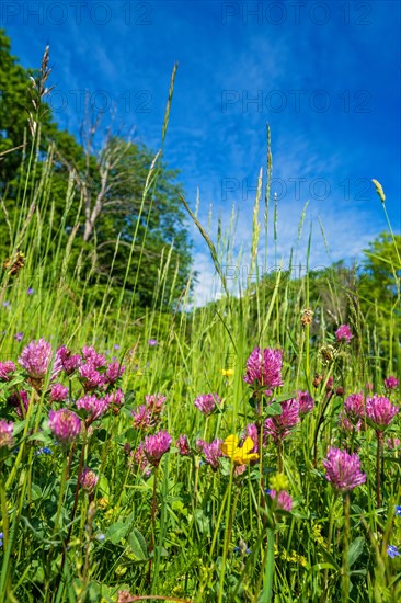 Flowering Red clover (Trifolium pratense) in a low angle view on a grass meadow with a blue sky sunny summer day