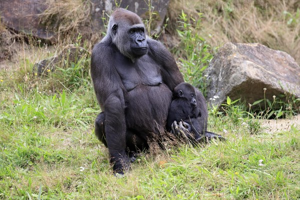 Western gorilla (Gorilla gorilla), adult, female, mother, young animal, baby, social behaviour, sitting, on ground, captive, western Africa