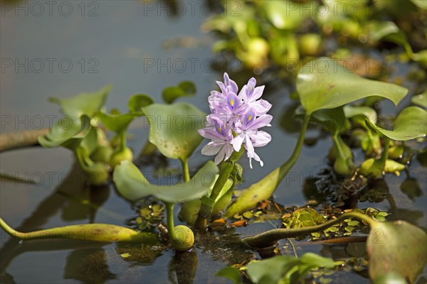 Water hyacinth (Pontederia subg. Eichhornia) in bloom, Backwaters, Kerala, India, Asia