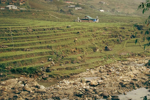 Rural landscape with terraced farming fields alongside a river with small indigenous houses in Lao Cai Village in Sa pa, Vietnam, Asia