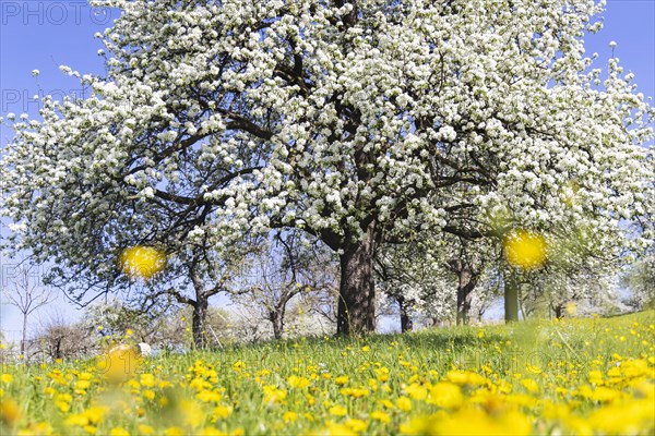 Flowering fruit trees in the orchards of the Swabian Alb, flowering apple tree, Weilheim an der Teck, Baden-Wuerttemberg, Germany, Europe