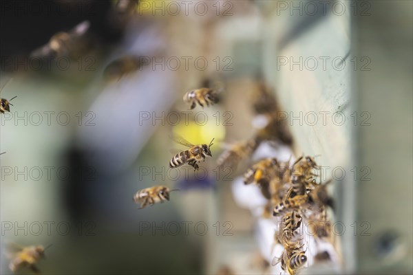 Beehive with flying bees, spring in the Swabian Alb, Weilheim an der Teck, Baden-Wuerttemberg, Germany, Europe