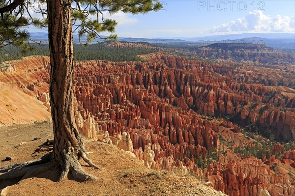 Tree towers over a picturesque view of red rock formations, Bryce Canyon National Park, North America, USA, South-West, Utah, North America
