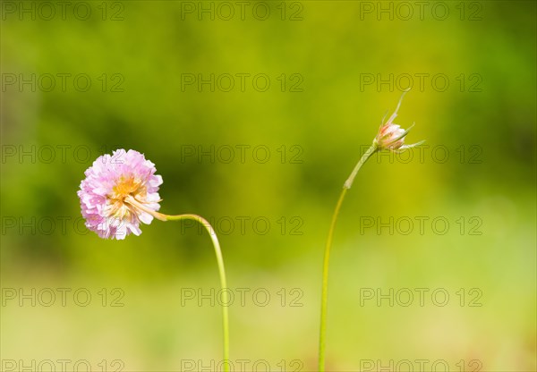 Sea thrift (Armeria maritima), also known as common Lady's Cushion, Flower of the Year 2024, focus on a delicate lilac, violet and pink flower, head-shaped inflorescence, flower head on a species-typical curved stem or stalk, flower bud next to it against a soft, green background, endangered species, endangered species, species protection, nature conservation, close-up, macro photograph, Lower Saxony, Germany Germany