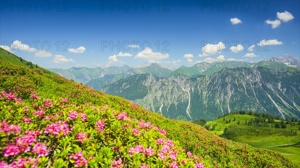 Alpine rose blossom, panorama from Fellhorn, behind it the Allgaeu Alps, Allgaeu, Bavaria, Germany, Europe