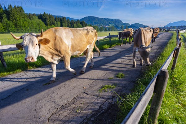 Cows are driven from the barn to the pasture in the morning, Loretto Wiesen, near Oberstdorf, Allgaeu, Bavaria, Germany, Europe