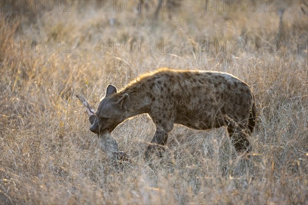 Spotted hyenas (Crocuta crocuta) with the leg of a Giraffe, adult female animal in high grass in the evening light, Kruger National Park, South Africa, Africa