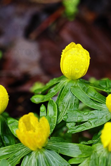 Winter aconite (Eranthis hyemalis) in bloom, with water droplets, plant, flower, early bloomer, yellow, Wilnsdorf, North Rhine-Westphalia, Germany, Europe