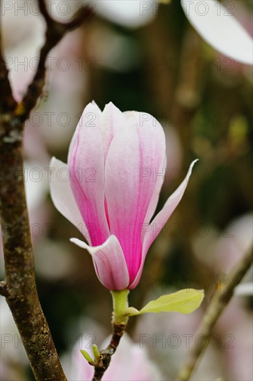 Chinese magnolia (Magnolia x soulangeana), flowers, North Rhine-Westphalia, Germany, Europe