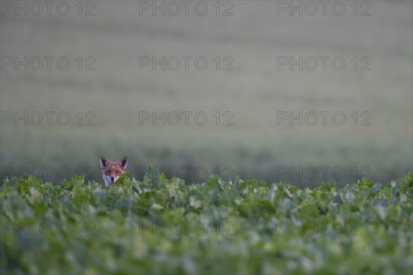 Red fox (Vulpes vulpes) adult animal standing in a farmland sugar beet crop, Suffolk, England, United Kingdom, Europe