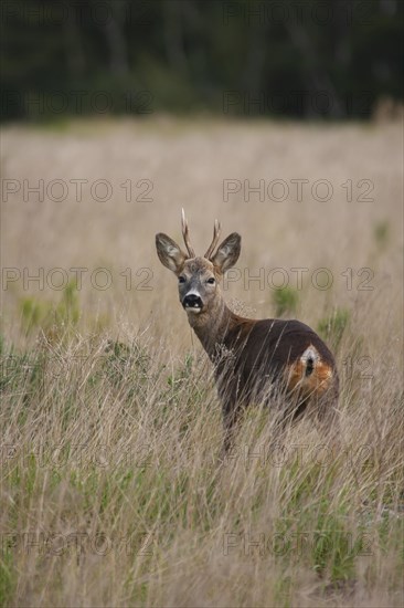 Roe deer (Capreolus capreolus) adult male buck standing in grassland, Suffolk, England, United Kingdom, Europe