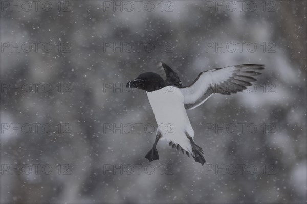 Razorbill (Alca torda), in flight, in the snow, Hornoya, Hornoya, Varangerfjord, Finmark, Northern Norway