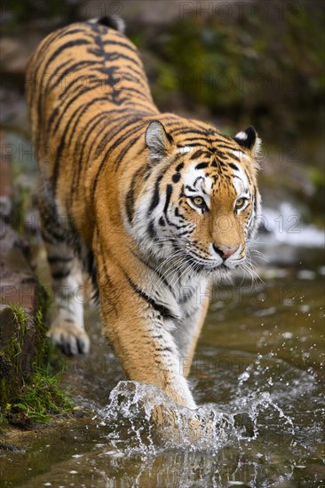 Siberian tiger or Amur tiger (Panthera tigris altaica) bathing in a lake, captive, habitat in Russia