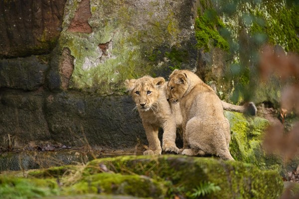 Two Asiatic lion (Panthera leo persica) cubs playing at a waterhole, captive, habitat in India