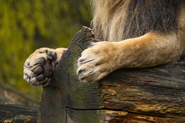 Paws of an Asiatic lion (Panthera leo persica) male, captive, habitat in India