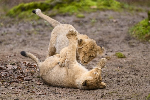 Two Asiatic lion (Panthera leo persica) cubs playing in the dessert, captive, habitat in India