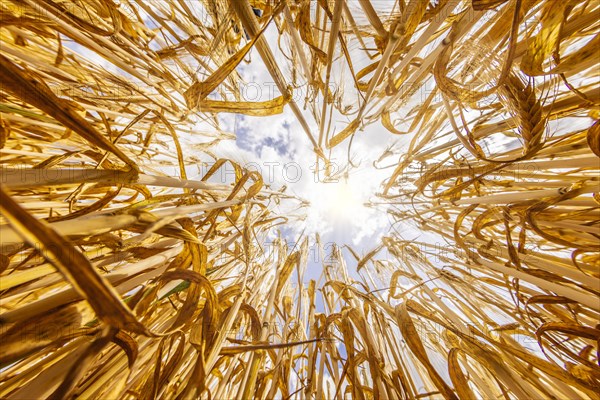 Frog's-eye view through a cornfield with Barley in front of a bright sky with clouds, Cologne, North Rhine-Westphalia, Germany, Europe