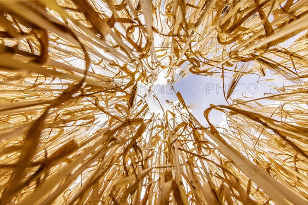 Frog's-eye view through a cornfield with Barley in front of a bright sky with clouds, Cologne, North Rhine-Westphalia, Germany, Europe