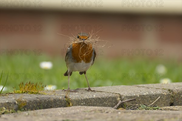 European robin (Erithacus rubecula) adult bird with nesting material in its beak on a garden patio, England, United Kingdom, Europe