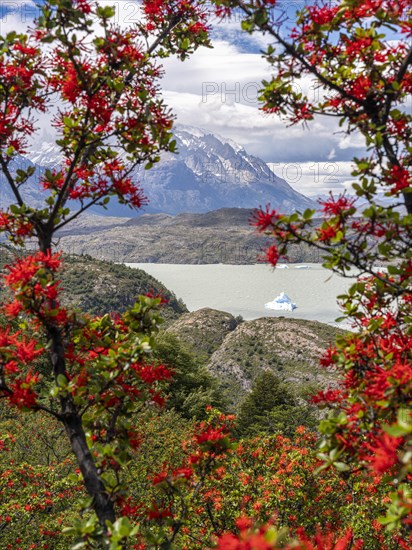 Chilean fire bush (Embothrium coccineum), blooming in Torres del Paine, Hike to Ferrier lookout, Torres de Paine, Magallanes and Chilean Antarctica, Chile, South America