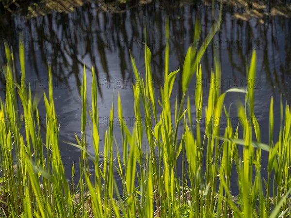 Grasses at a ditch at the natural beach Hilgenriedersiel at the North Sea coast in East Frisia, Hilgenriedersiel, Lower Saxony, Germany, Europe