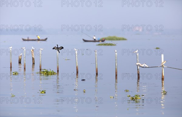 Great Cormorant (Phalacrocorax carbo) and Whiskered Terns (Chlidonias hybrida) perched on poles in Kerala's backwaters, small fishing boats behind, Kumarakom, Kerala, India, Asia