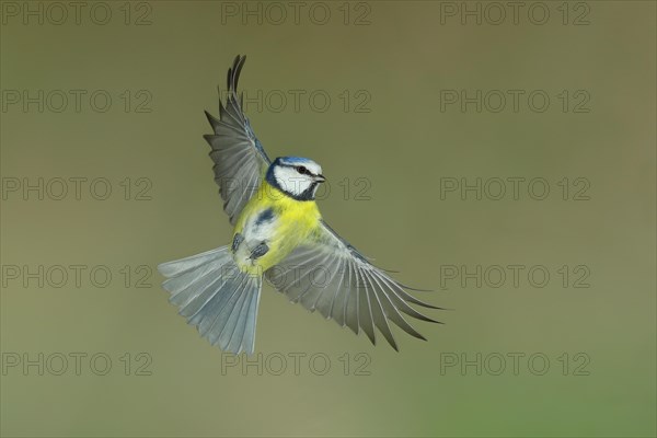 Blue tit (Parus caeruleus) in flight, flight photo, high speed flight photo Wilnsdorf, North Rhine-Westphalia, Germany, Europe