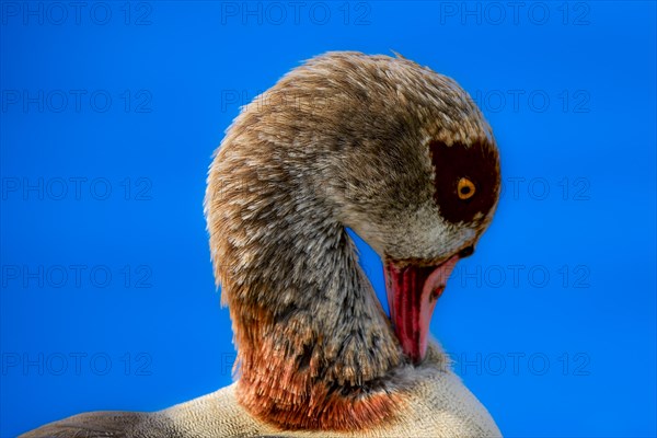 Egyptian geese (Alopochen aegyptiaca) on the Main, head, portrait, Offenbach am Main, Hesse, Germany, Europe