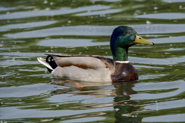 Male Mallard (Anas platyrhynchos) on the River Main, Offenbach am Main, Hesse, Germany, Europe