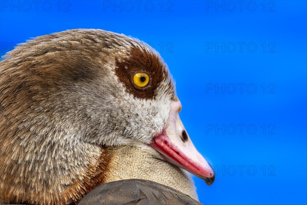 Egyptian geese (Alopochen aegyptiaca), head, portrait, on the banks of the Main, Offenbach am Main, Hesse, Germany, Europe