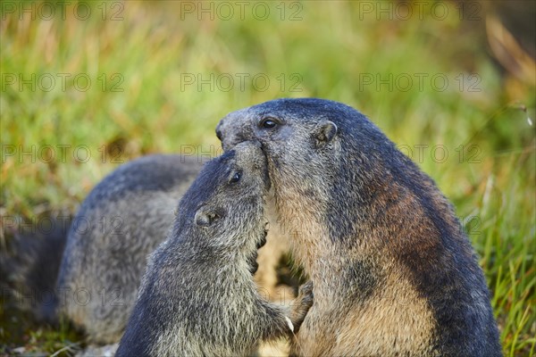 Alpine marmot (Marmota marmota) mother with her youngster on a meadow in summer, portrait, Grossglockner, High Tauern National Park, Austria, Europe