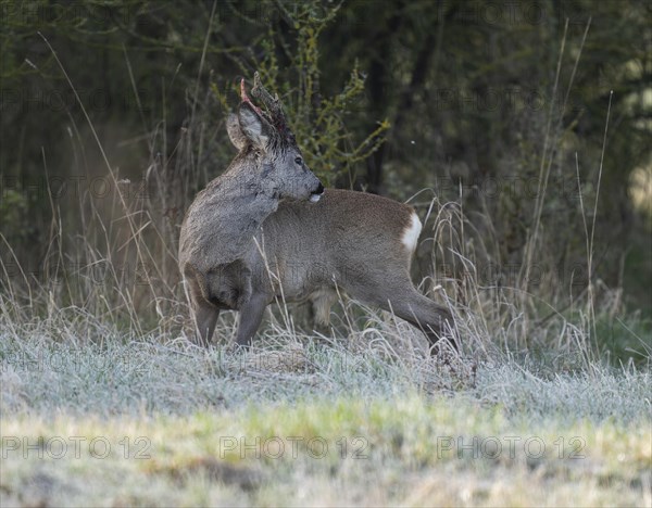 European roe deer (Capreolus capreolus), roebuck in winter coat, winter cover, one antler in the bast, one pole freshly swept still red from blood, no injury normal process, wildlife, Thuringia, Germany, Europe