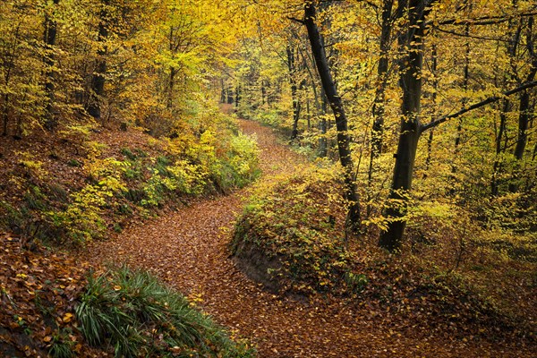 A forest path in a mixed forest with many deciduous trees, including many Beech trees, in autumn. Colourful autumn leaves. Neckargemuend, Kleiner Odenwald, Baden-Wuerttemberg, Germany, Europe