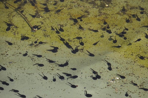 Tadpoles in a pond, April, Germany, Europe
