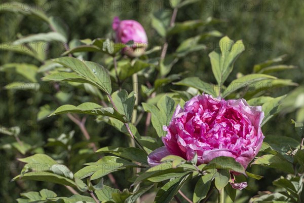 Tree peony (Paeonia suffruticosa), Weimar, Thuringia, Germany, Europe