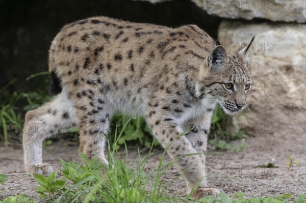 Eurasian lynx (Lynx lynx), captive), coordination enclosure Huetscheroda, Thuringia, Germany, Europe