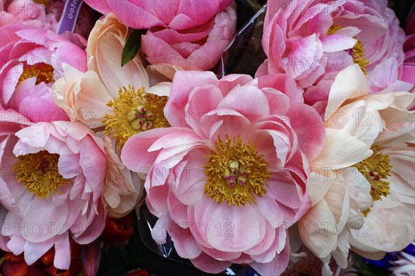 Ostrich of delicate pink European peonies, (Paeonia lactiflora), full and lush, flower sale, Central Station, Hamburg, Hanseatic City of Hamburg, Germany, Europe